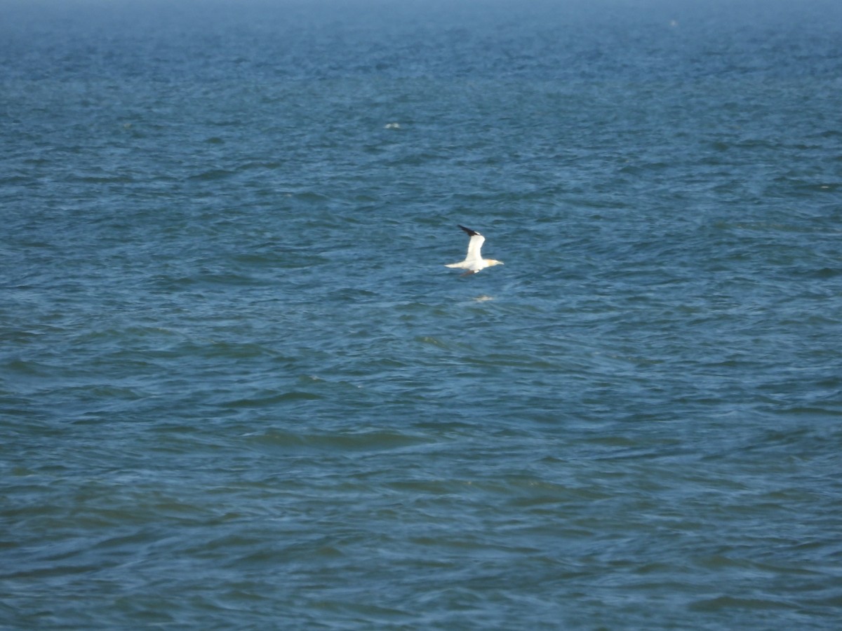 סולה מצויה - ML645712896