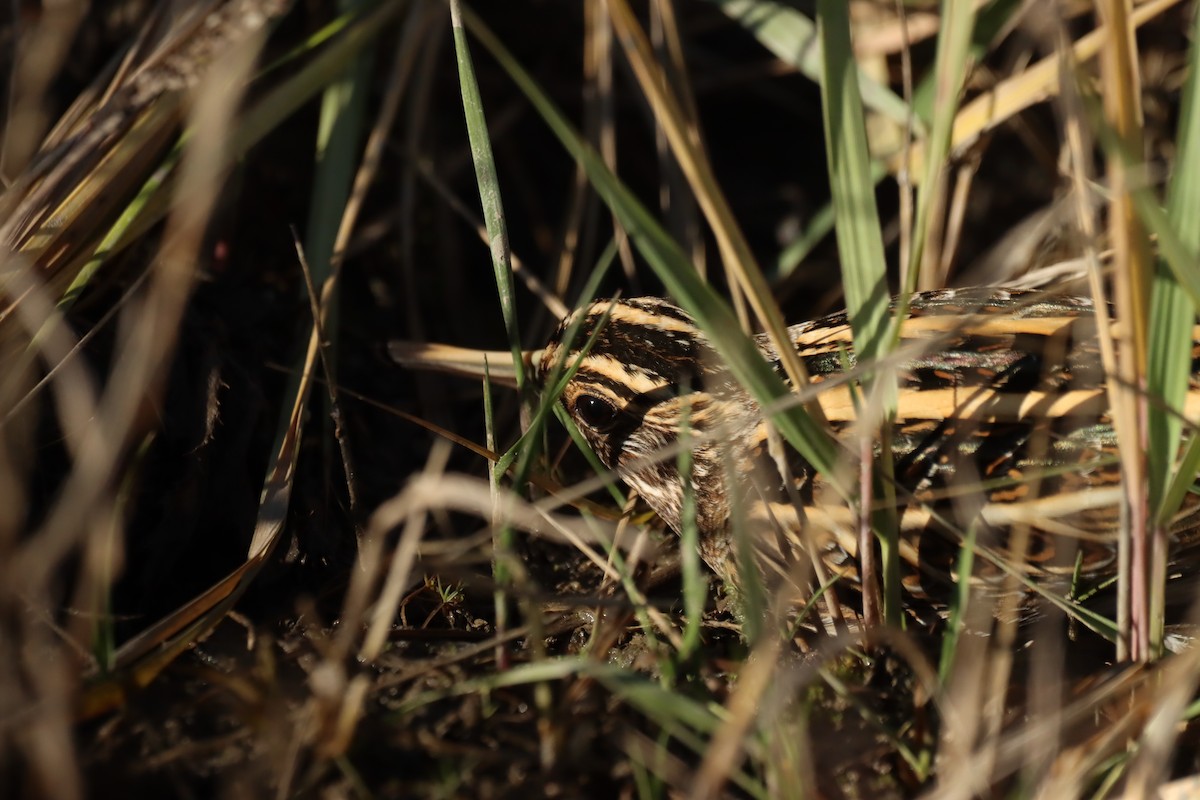 Jack Snipe - ML645712904