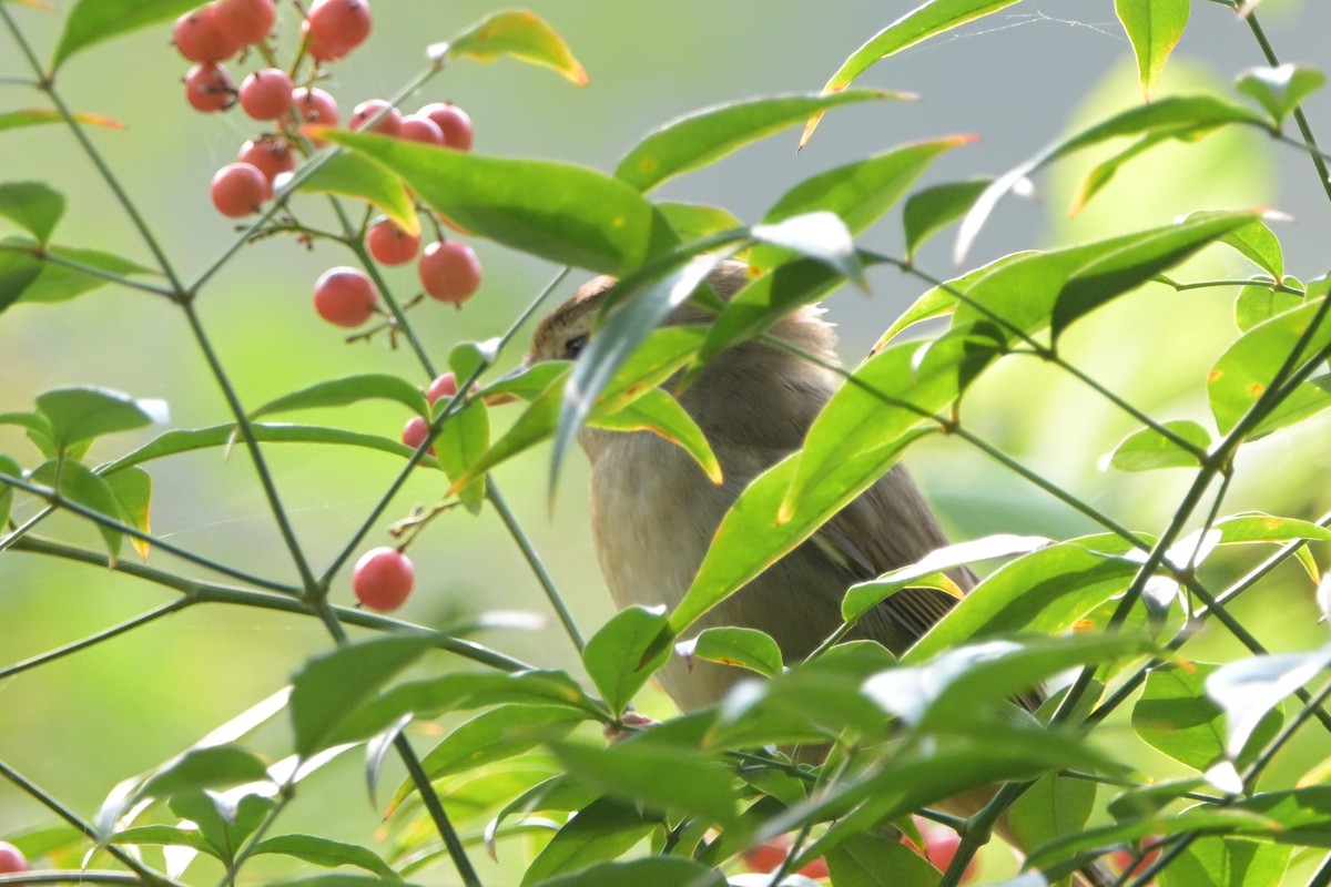 Manchurian Bush Warbler - ML645712905