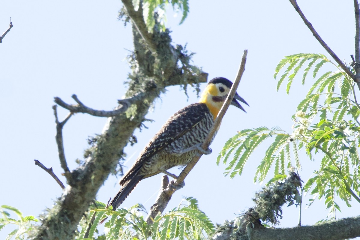 Campo Flicker - ML645712918