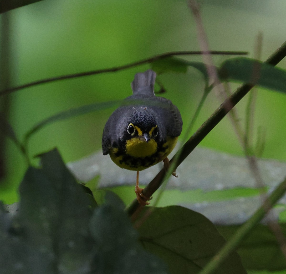 Reinita Canadiense - ML645712921