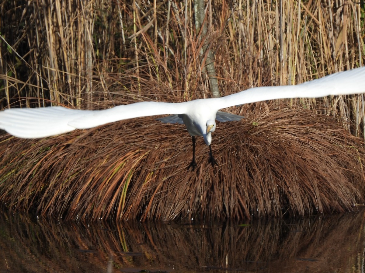 Great Egret - ML645712922