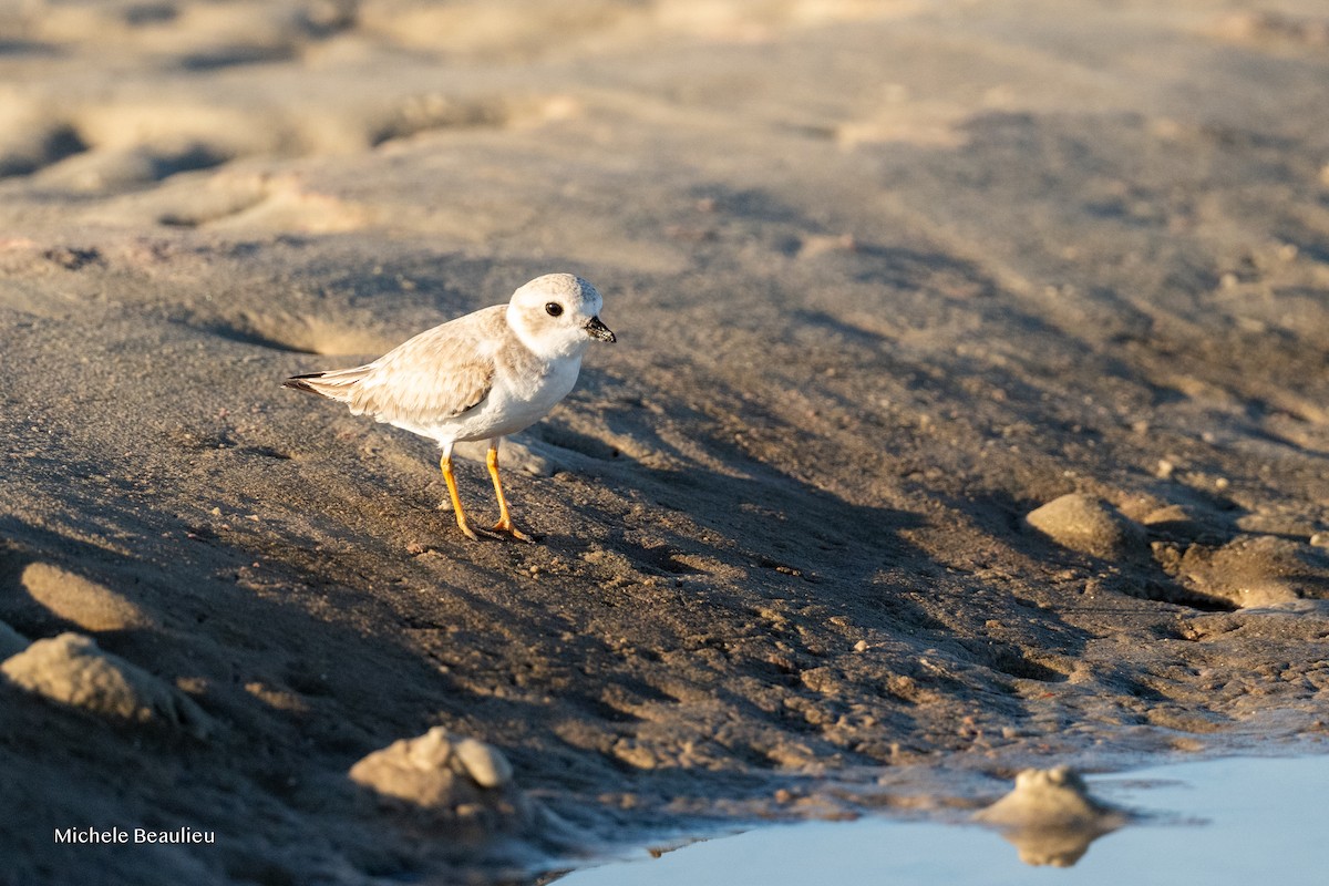 Flötenregenpfeifer - ML645712923