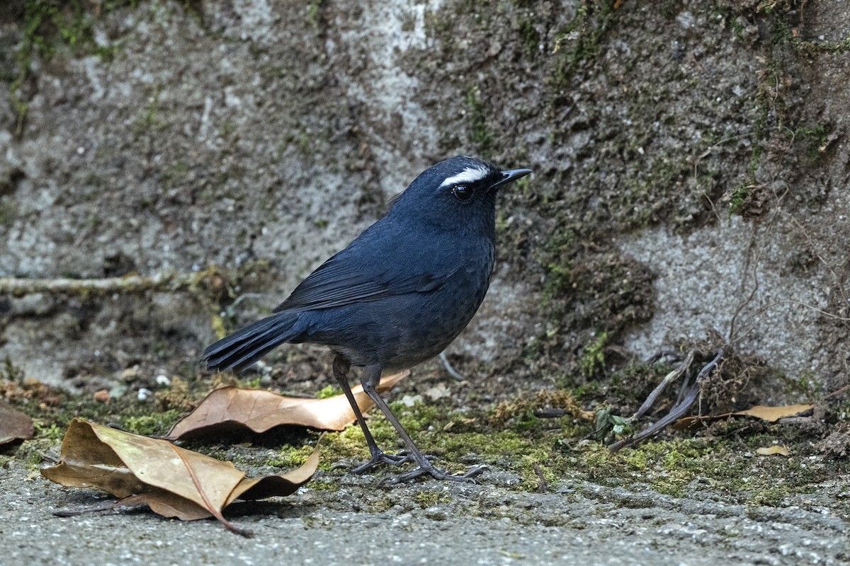 Mavi Kısakanat - ML645712932