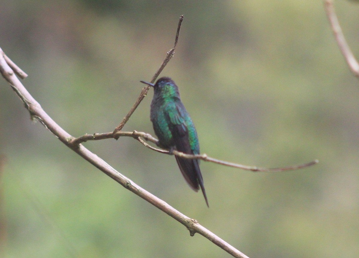 Violet-capped Woodnymph - ML645712933