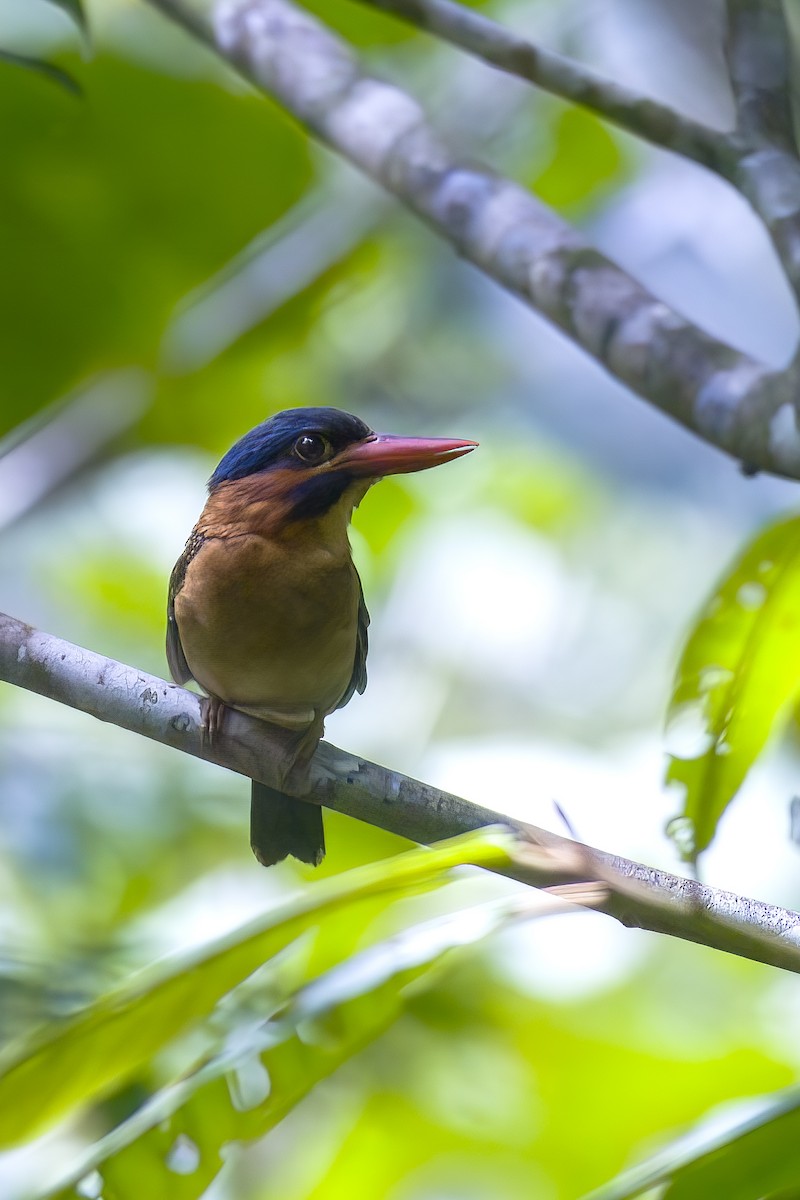 ledňáček modrotemenný - ML645712945