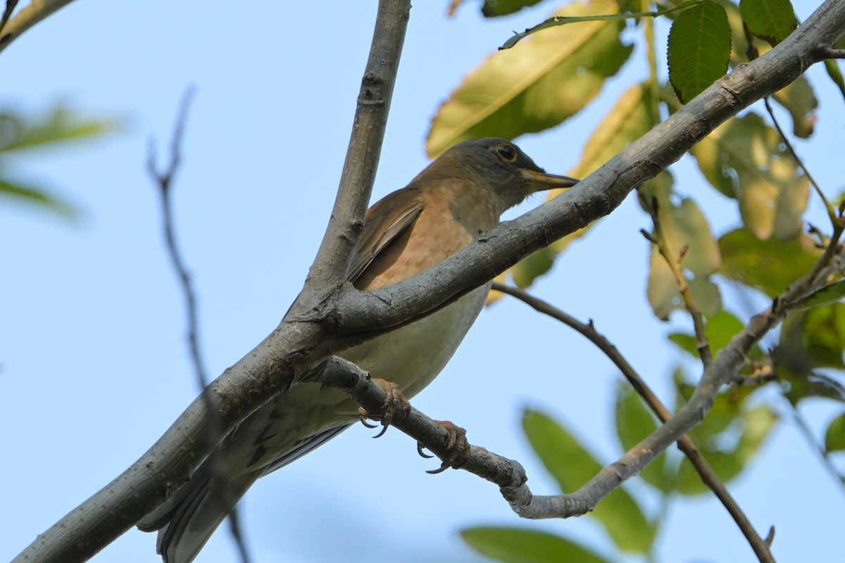 Pale Thrush - ML645712950