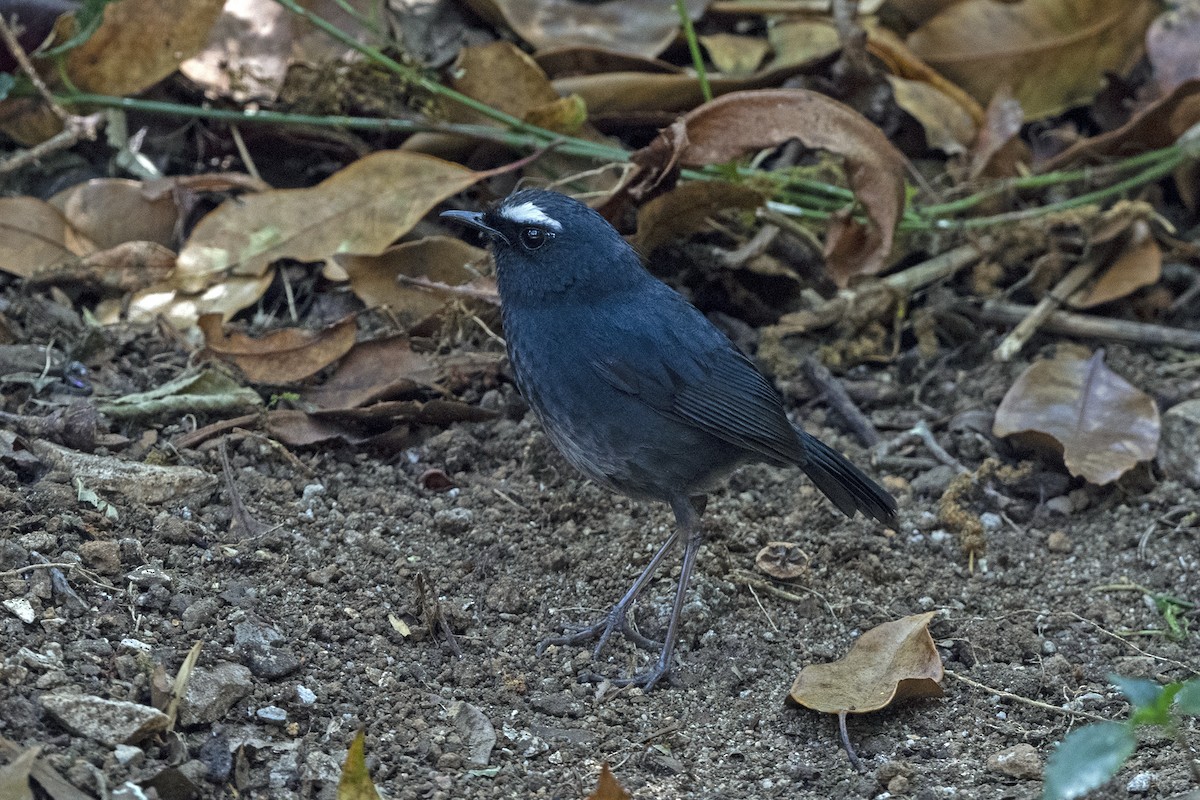 Mavi Kısakanat - ML645712951