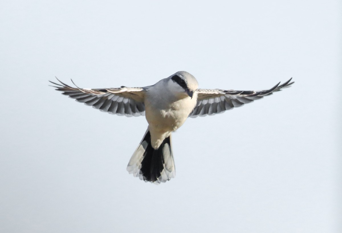 Үнсэн дунхай - ML645712952