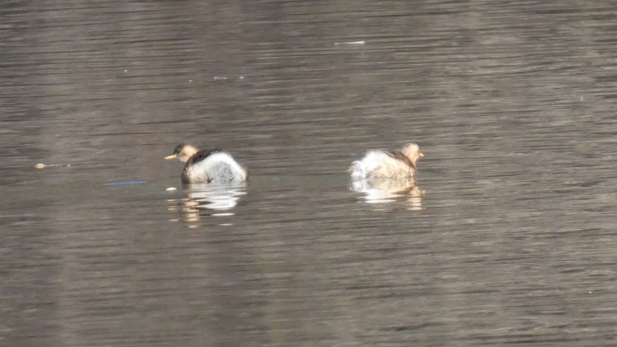 カイツブリ - ML645712953