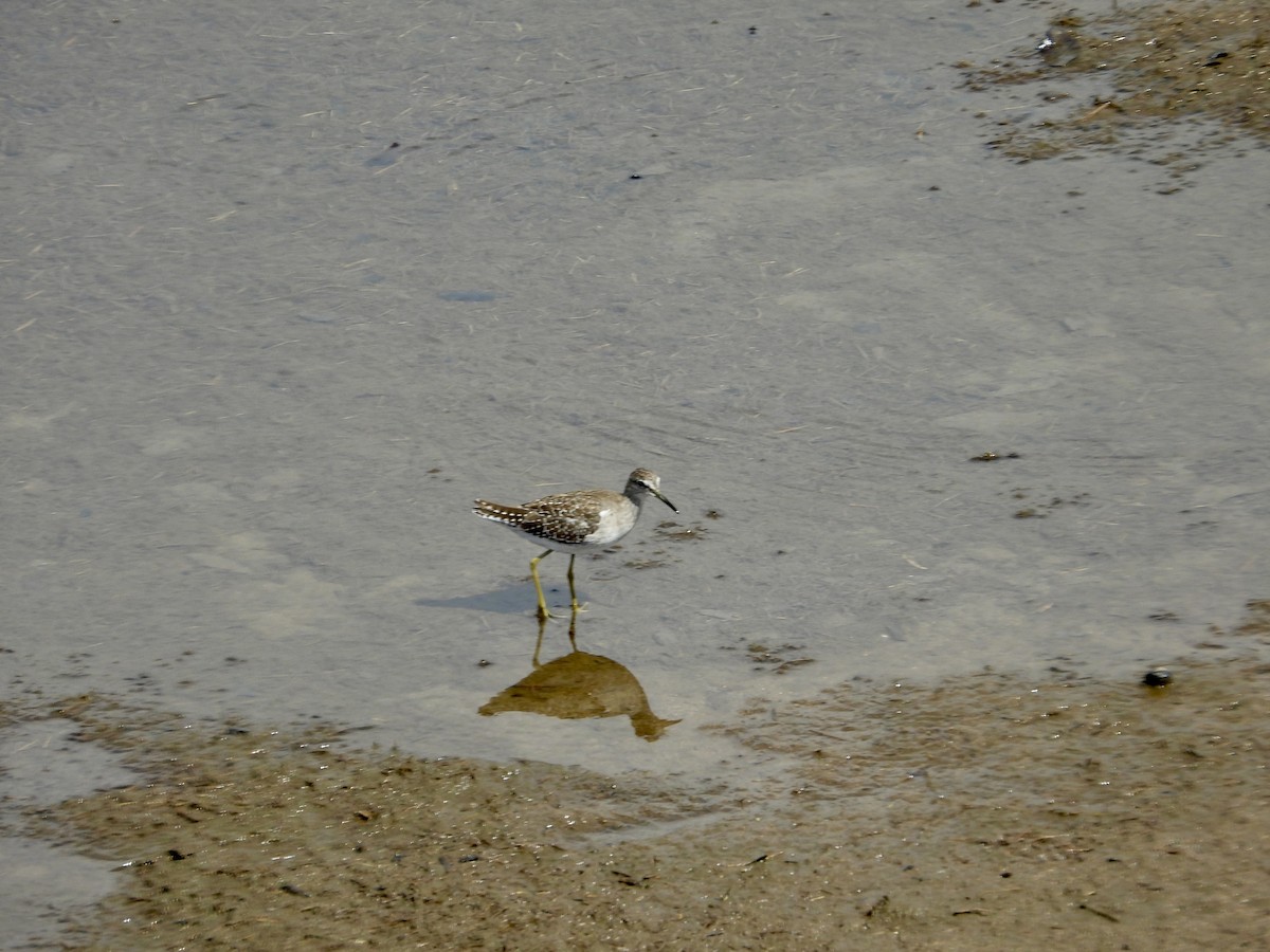 vodouš bahenní - ML645712955