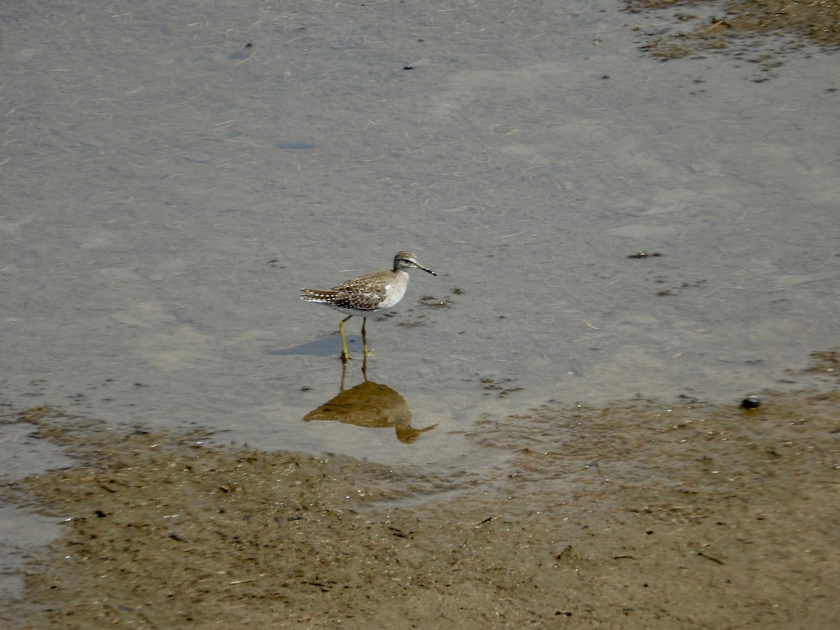 vodouš bahenní - ML645712956