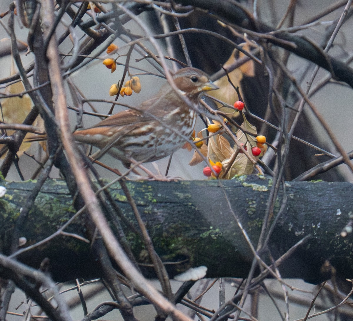 ゴマフスズメ - ML645712967