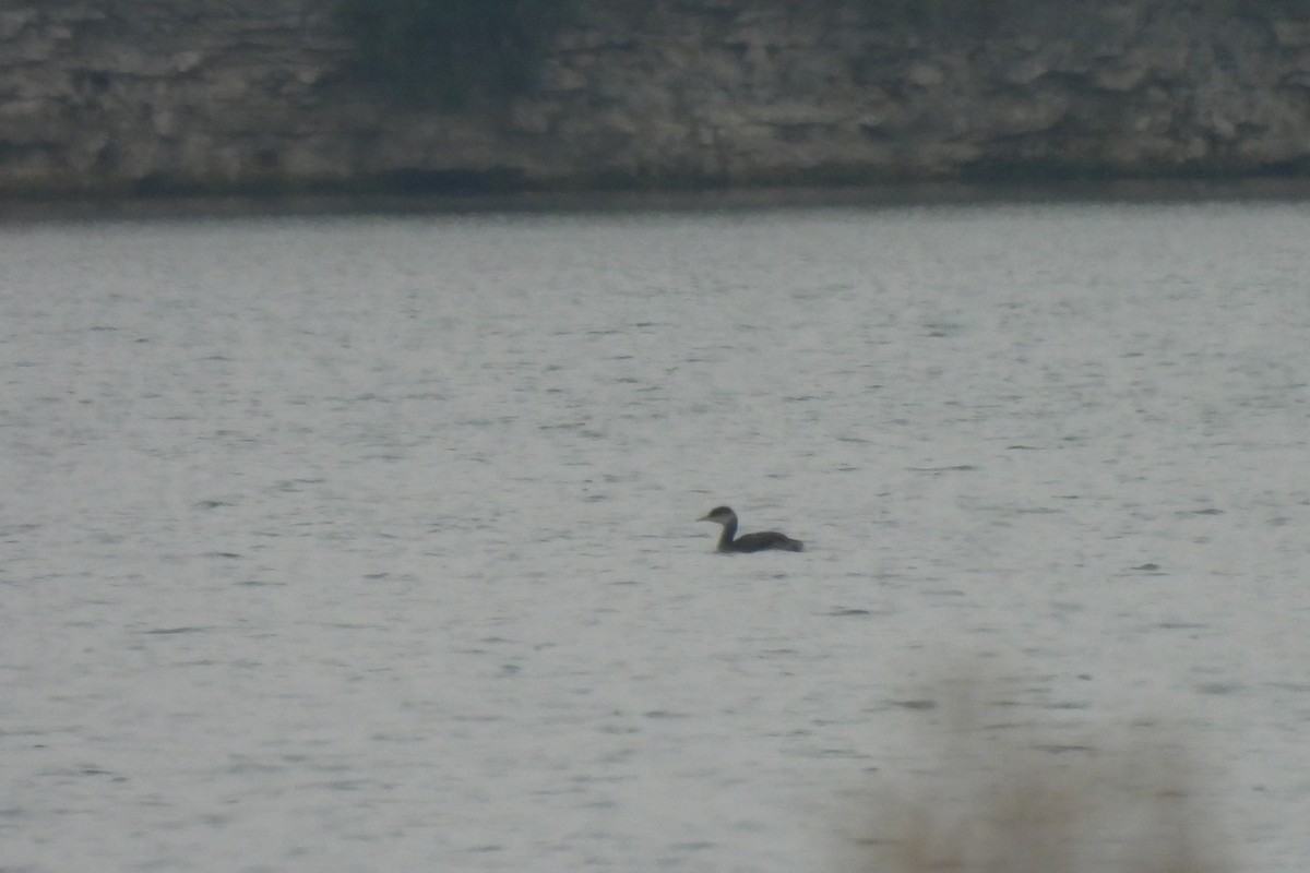 Red-necked Grebe - ML645712978