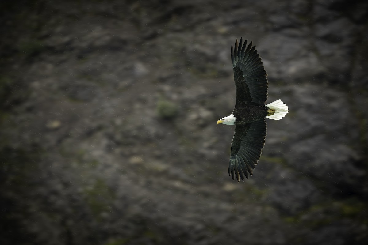 Bald Eagle - ML645712979
