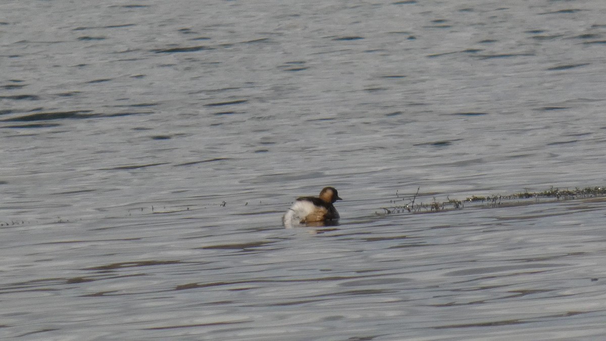 カイツブリ - ML645712984