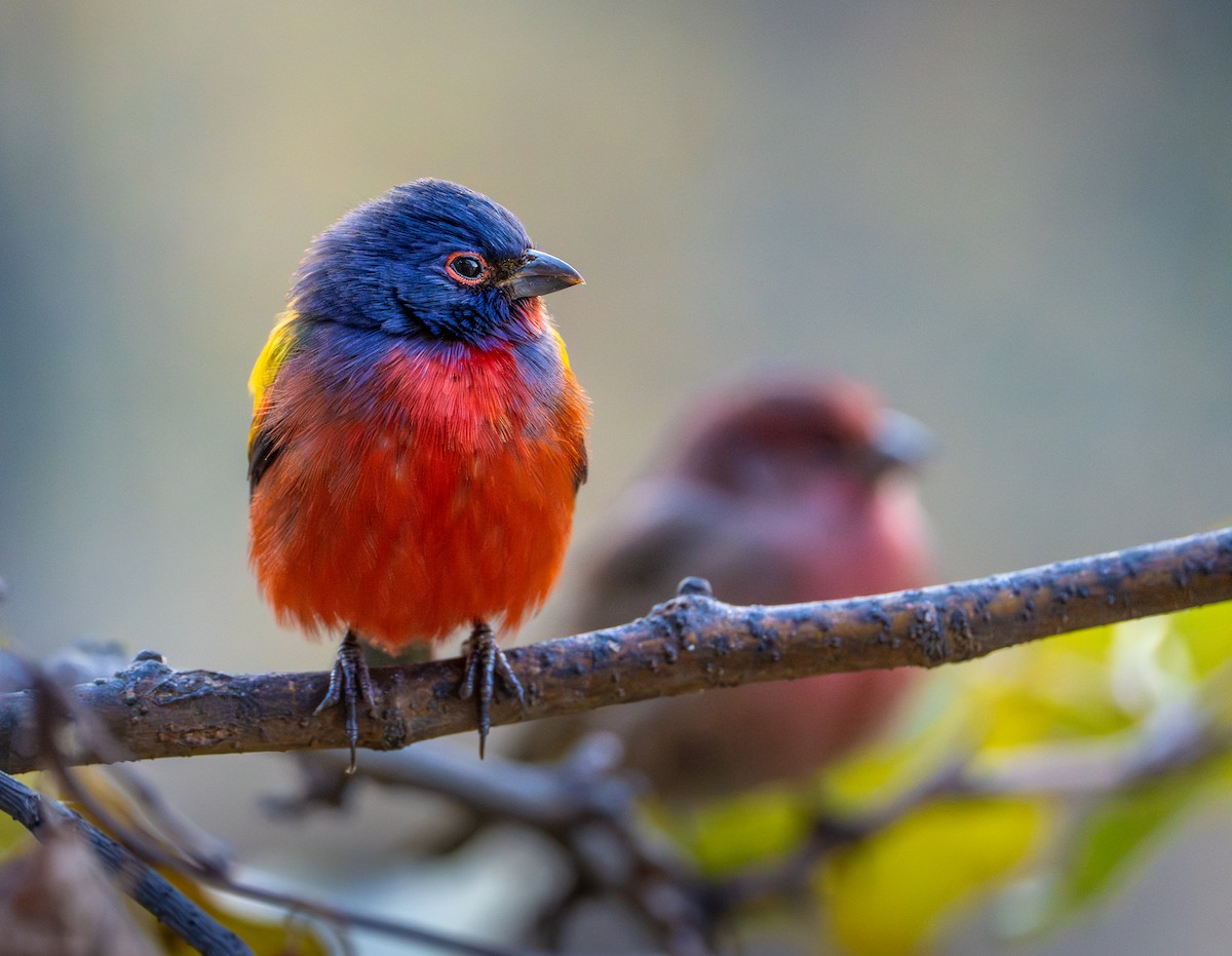 papežík zelenohřbetý - ML645713003