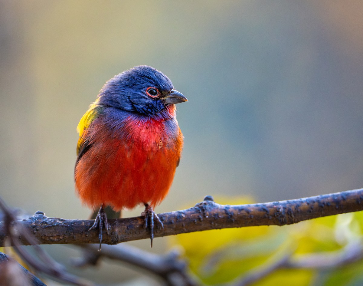 papežík zelenohřbetý - ML645713005