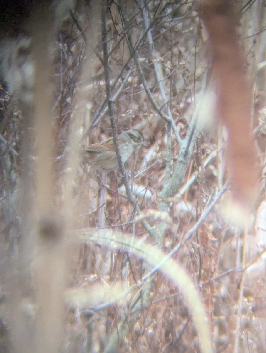 Swamp Sparrow - ML645713011