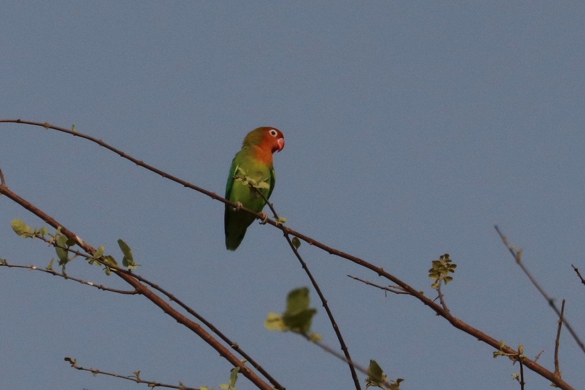 ボタンインコ - ML645713013