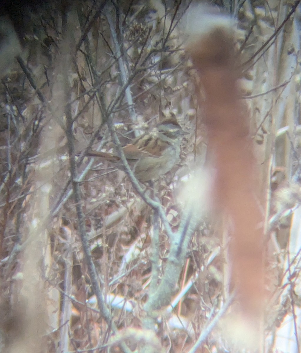 Swamp Sparrow - ML645713015