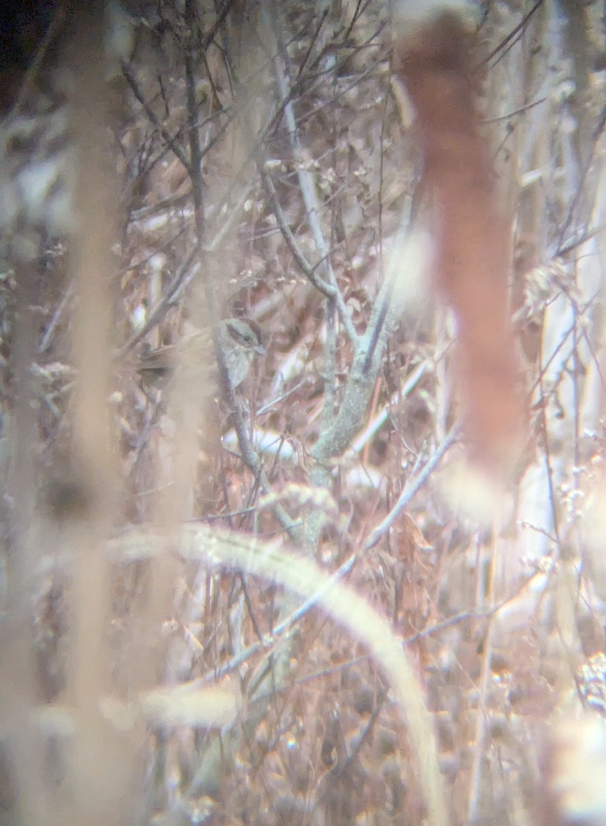 Swamp Sparrow - ML645713016