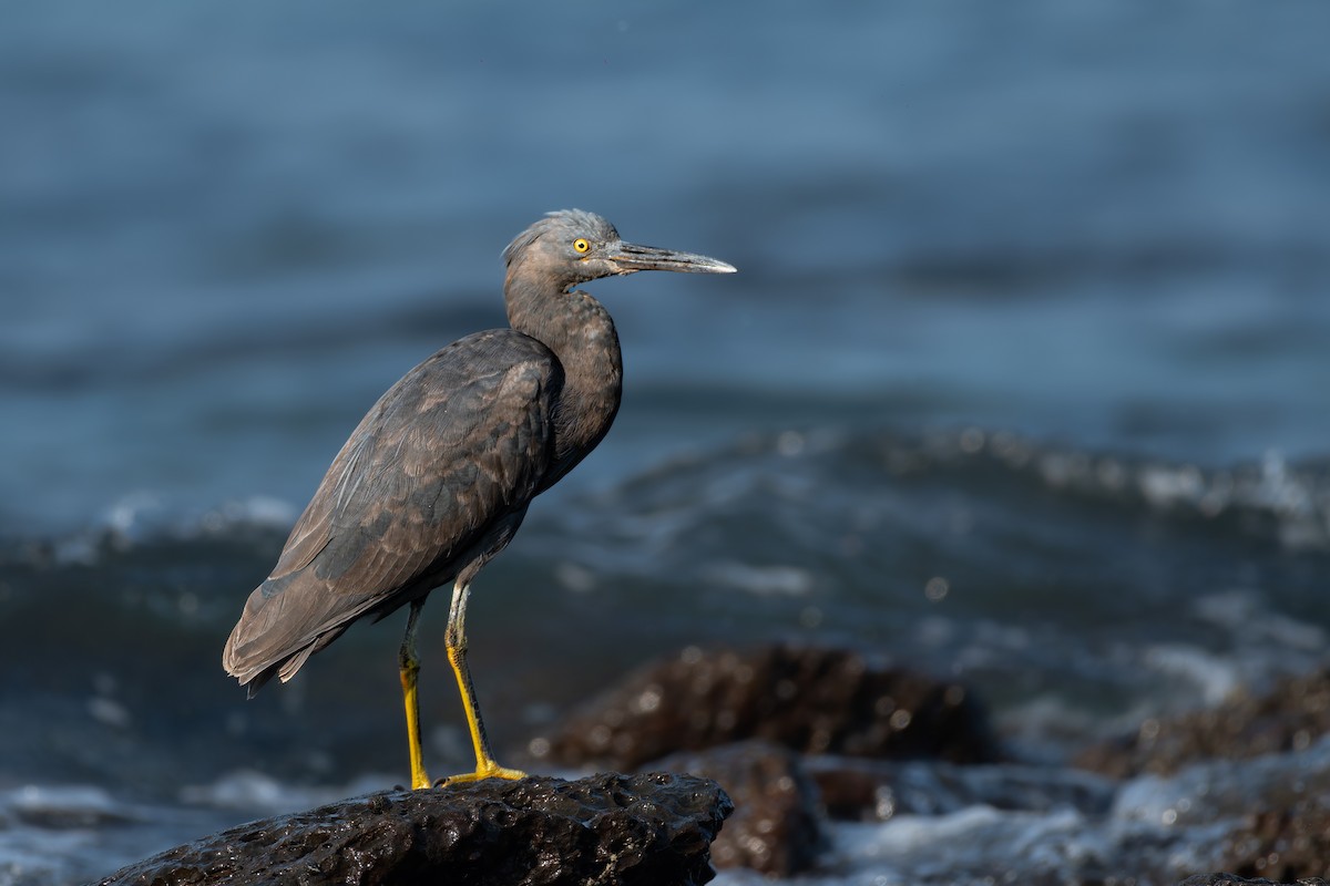Pacific Reef-Heron - ML645713021