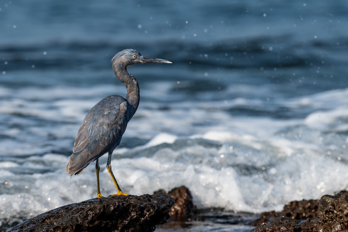 Pacific Reef-Heron - ML645713022