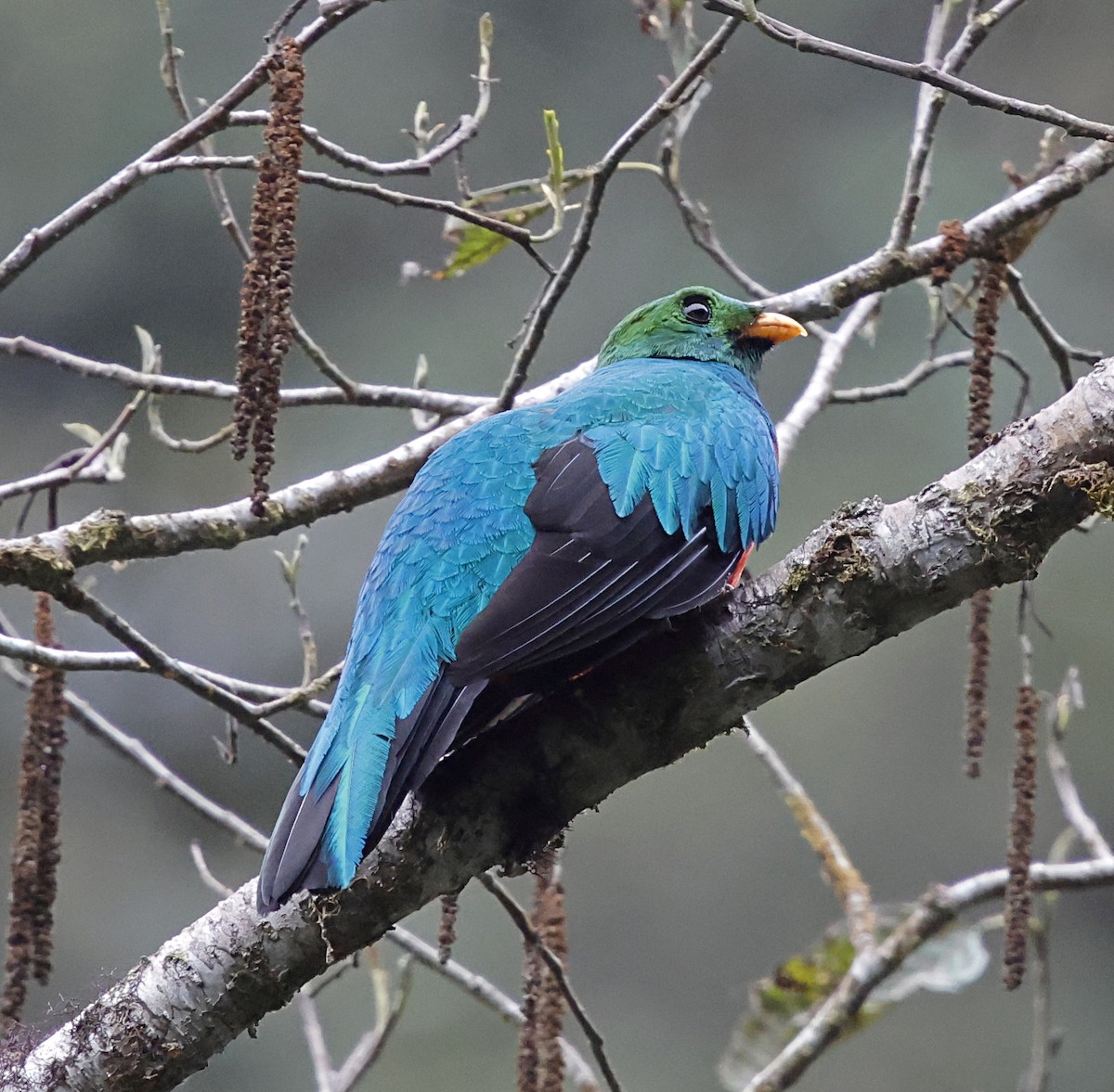 Golden-headed Quetzal - ML645713026
