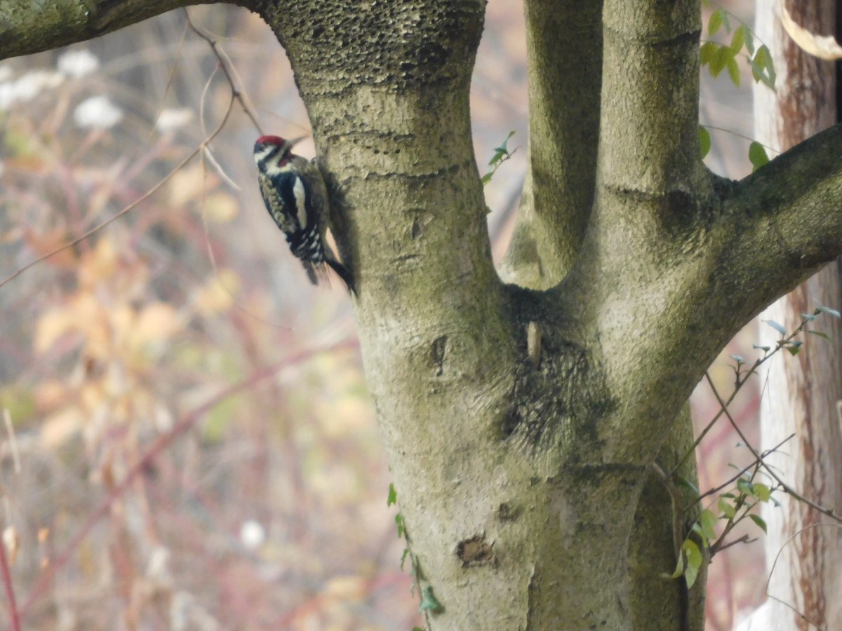 Yellow-bellied Sapsucker - ML645713029