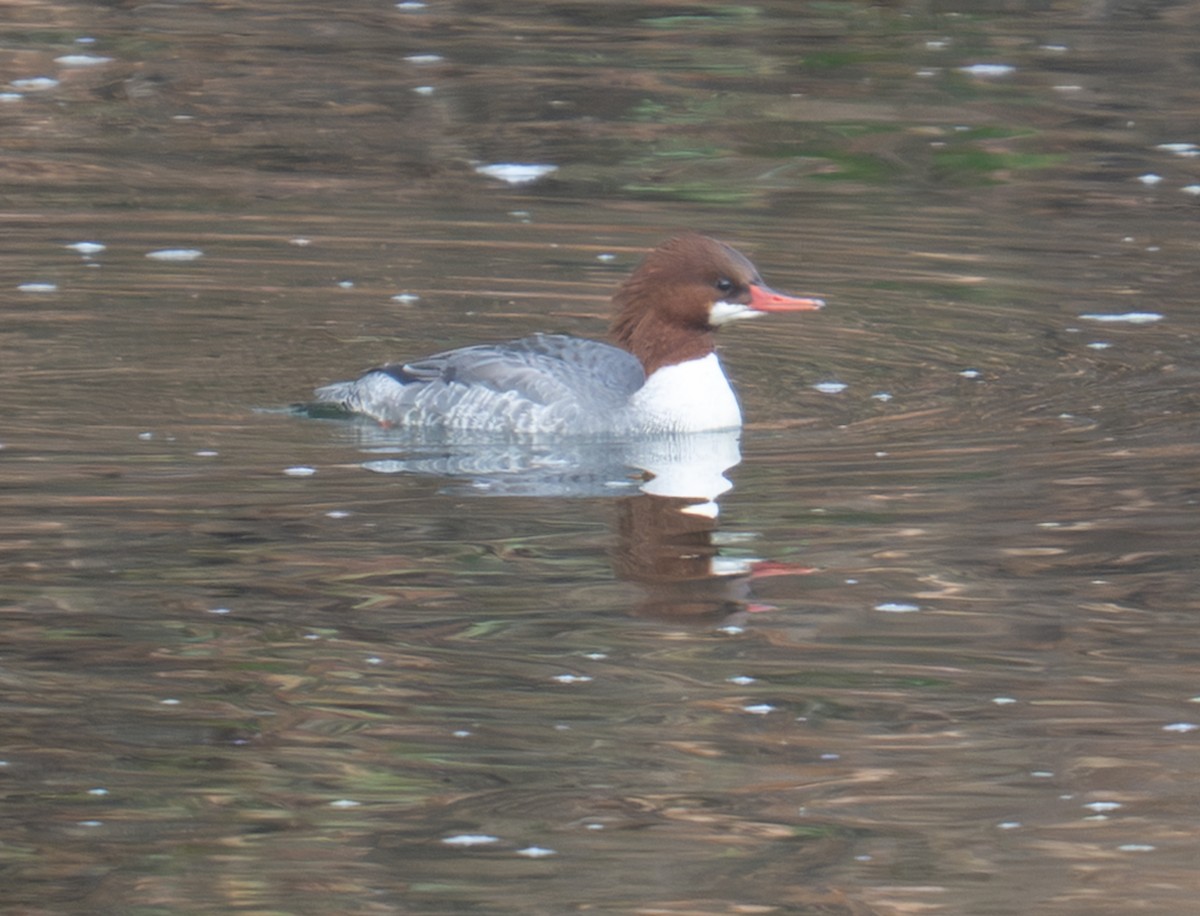 カワアイサ - ML645713030