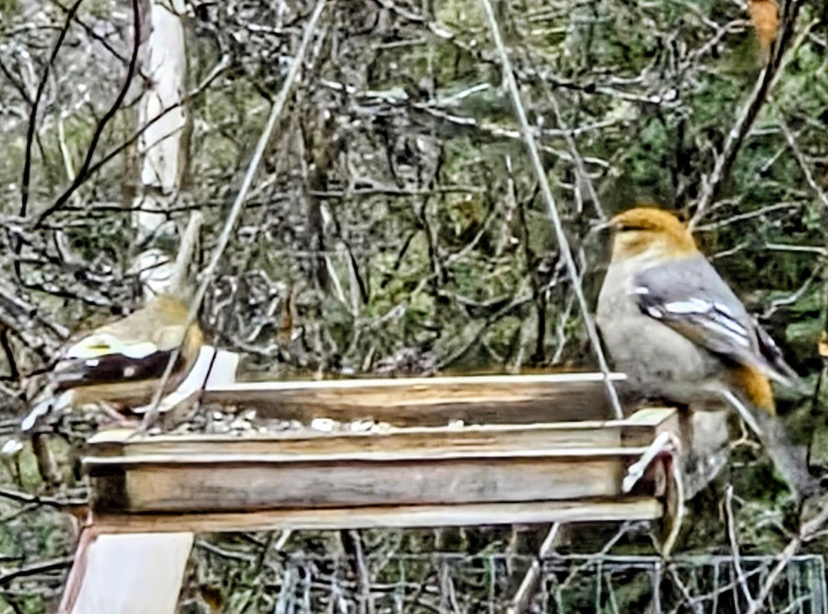 Pinu-gailupa - ML645713048