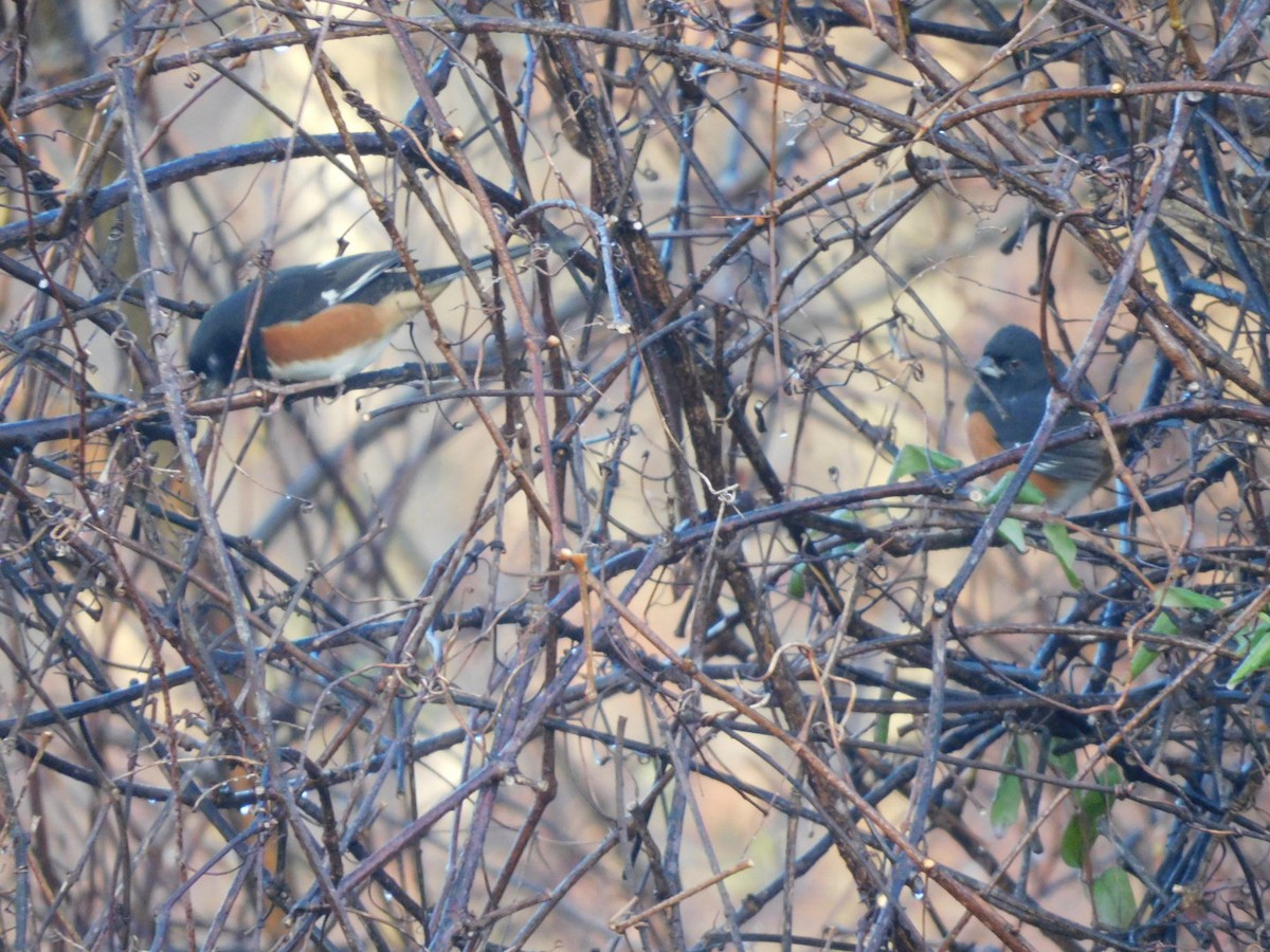 Eastern Towhee - ML645713054