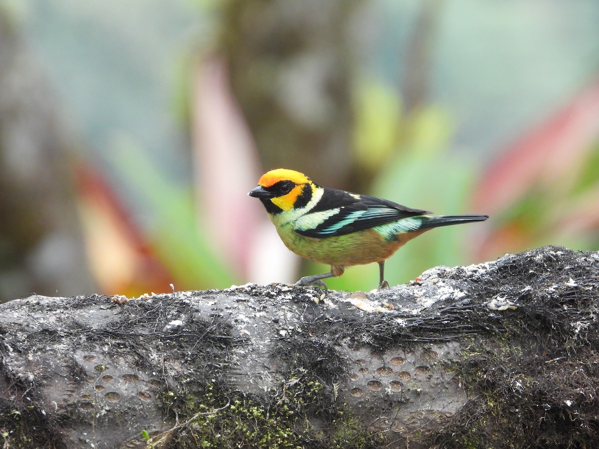 Flame-faced Tanager - ML645713057