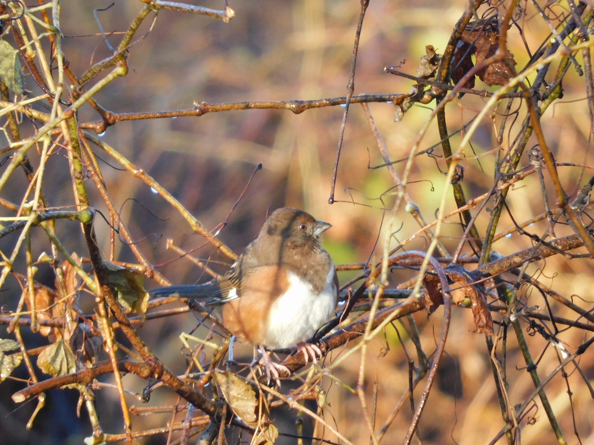 Eastern Towhee - ML645713058