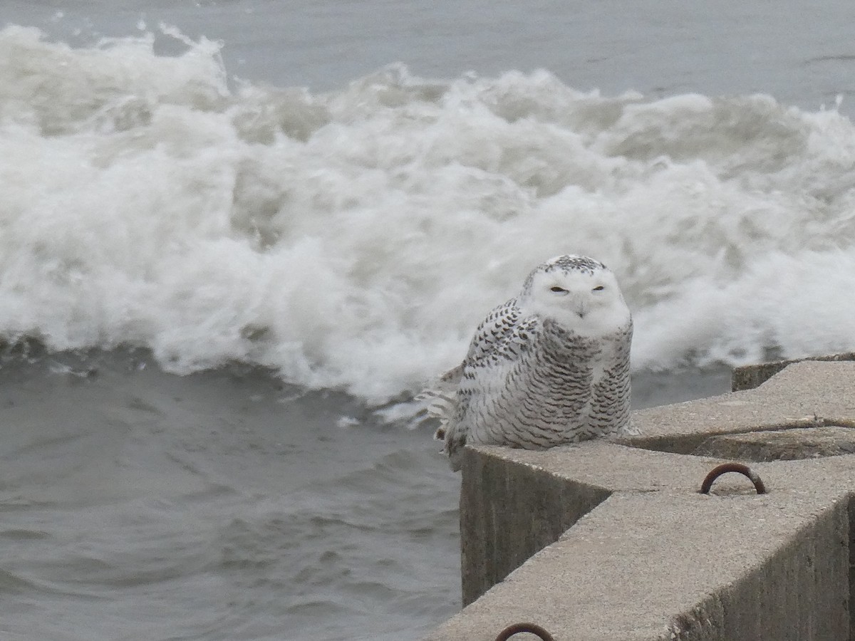 Snowy Owl - ML645713066