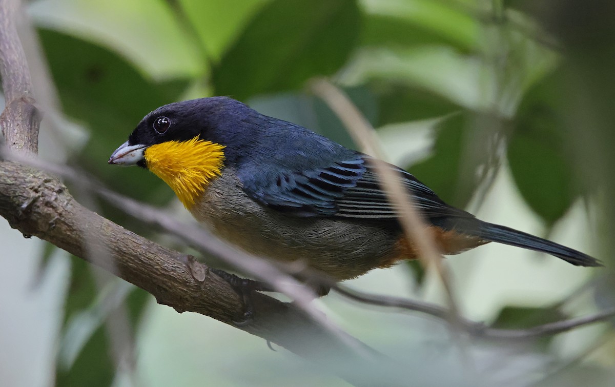 Yellow-throated Tanager - ML645713067