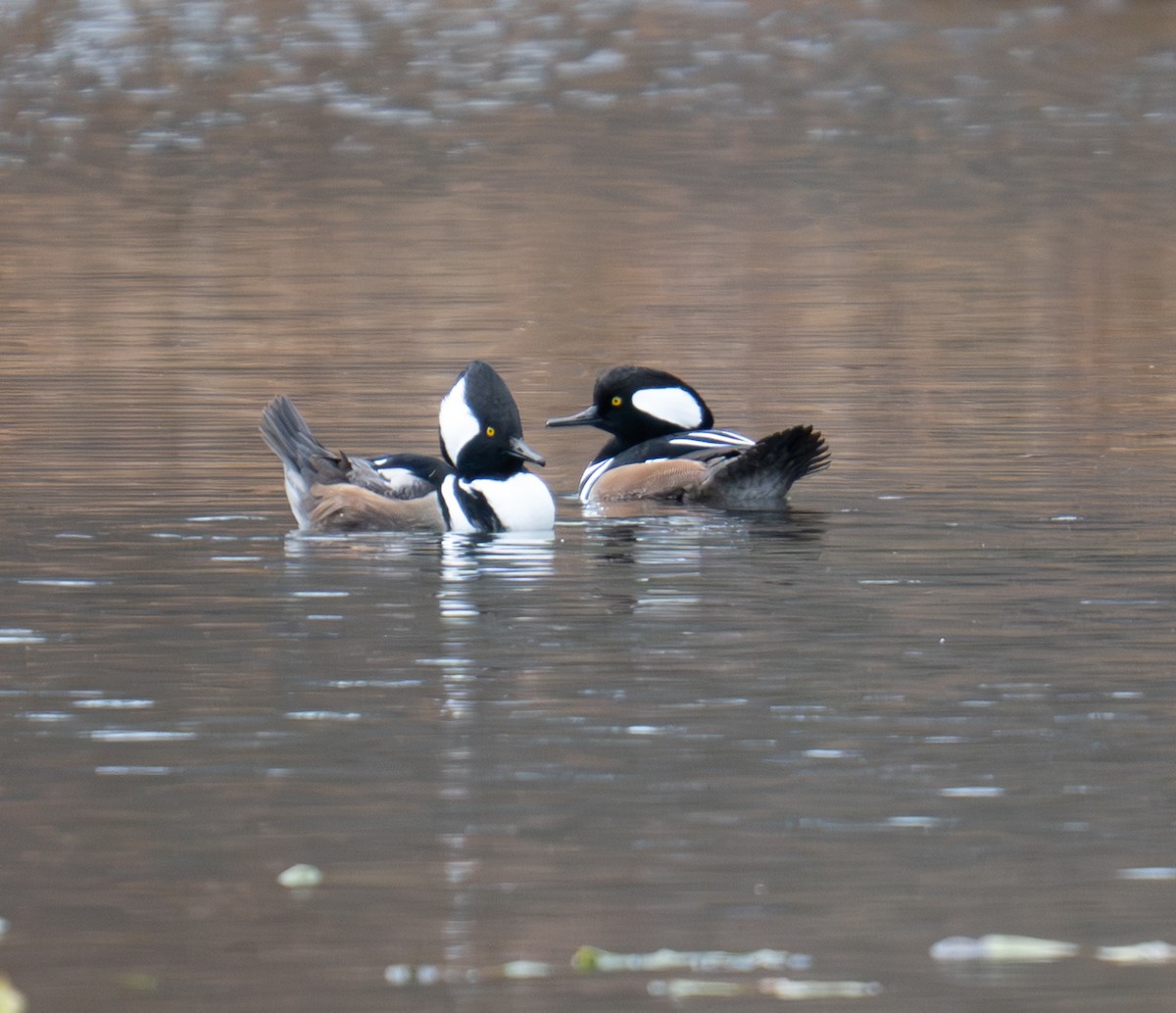 Hooded Merganser - ML645713069