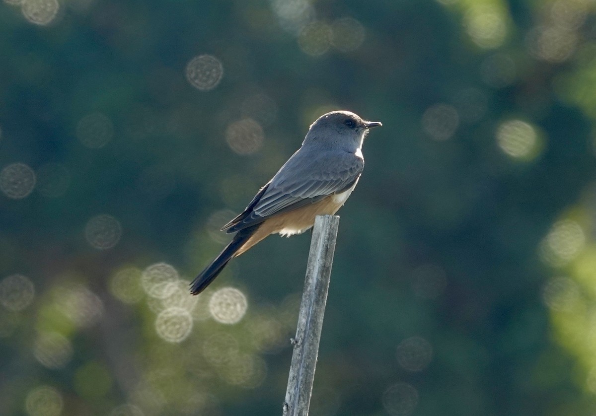 Say's Phoebe - ML645713070