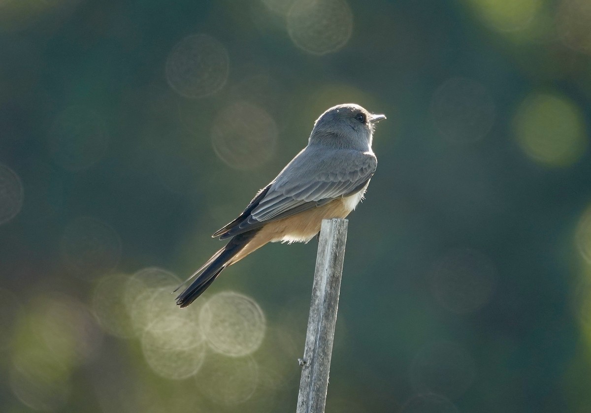 Say's Phoebe - ML645713071