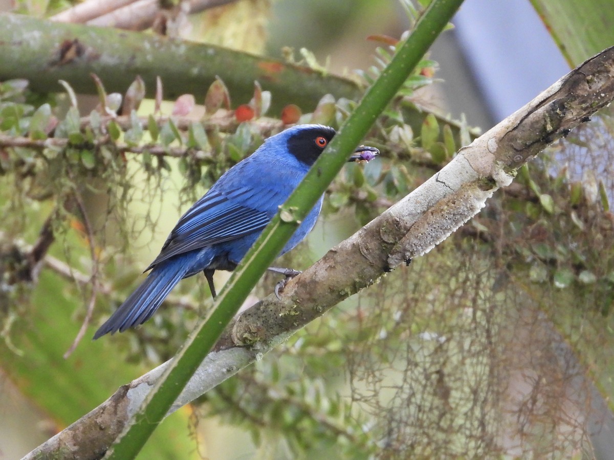Masked Flowerpiercer - ML645713072