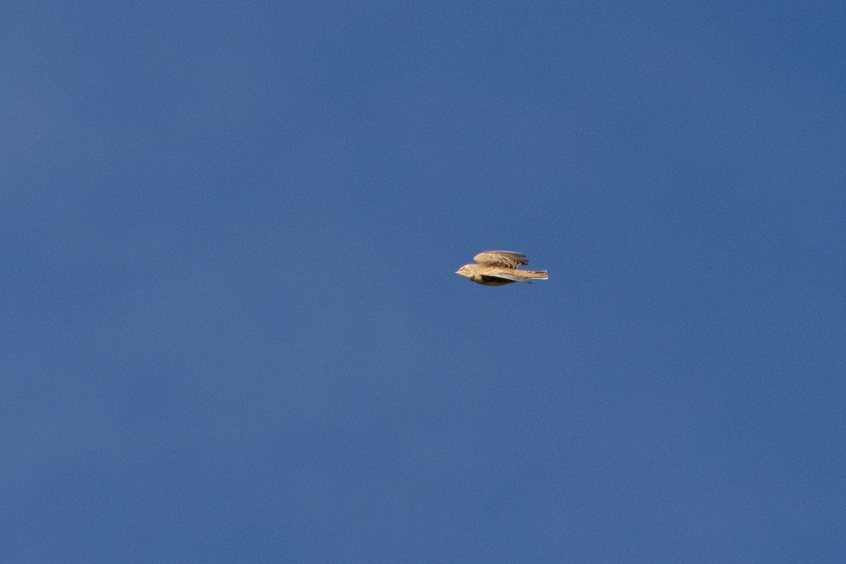 Horned Lark - ML645713074