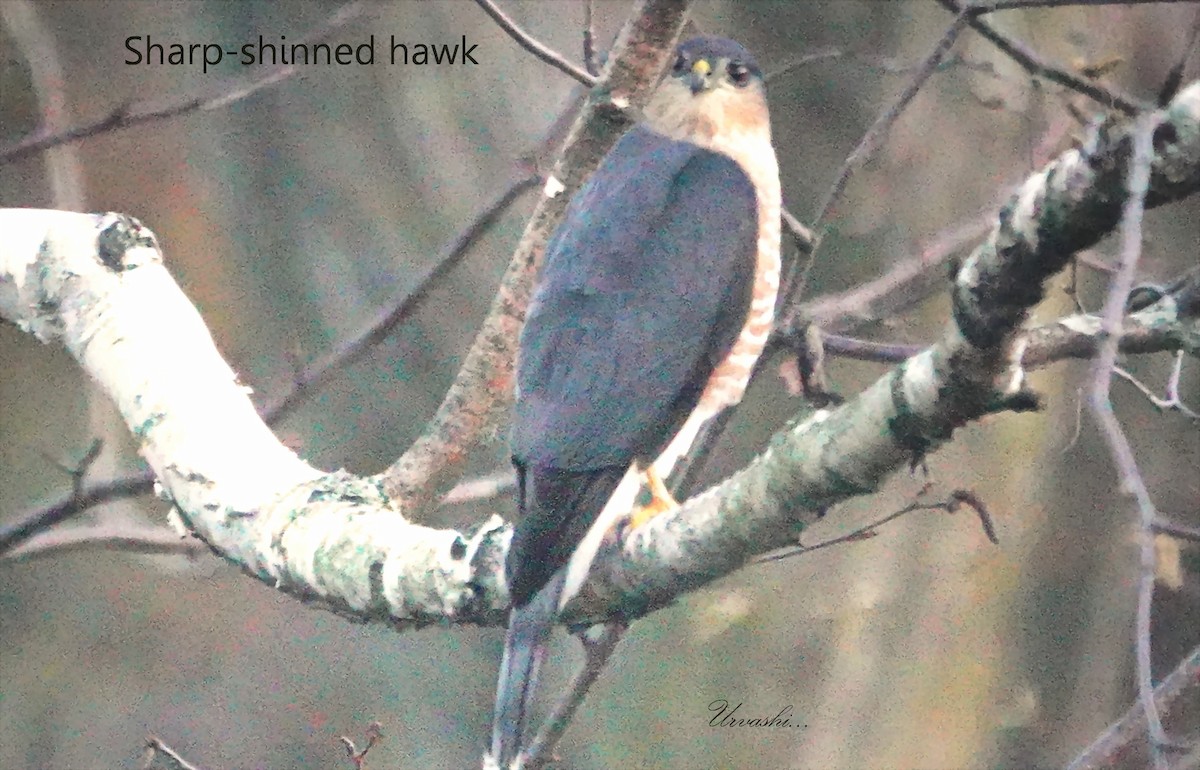 Sharp-shinned Hawk - ML645713075