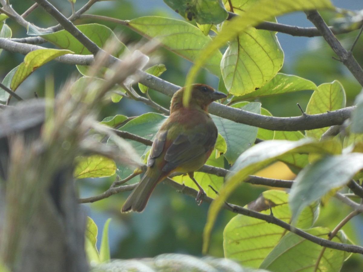 Summer Tanager - ML645713076