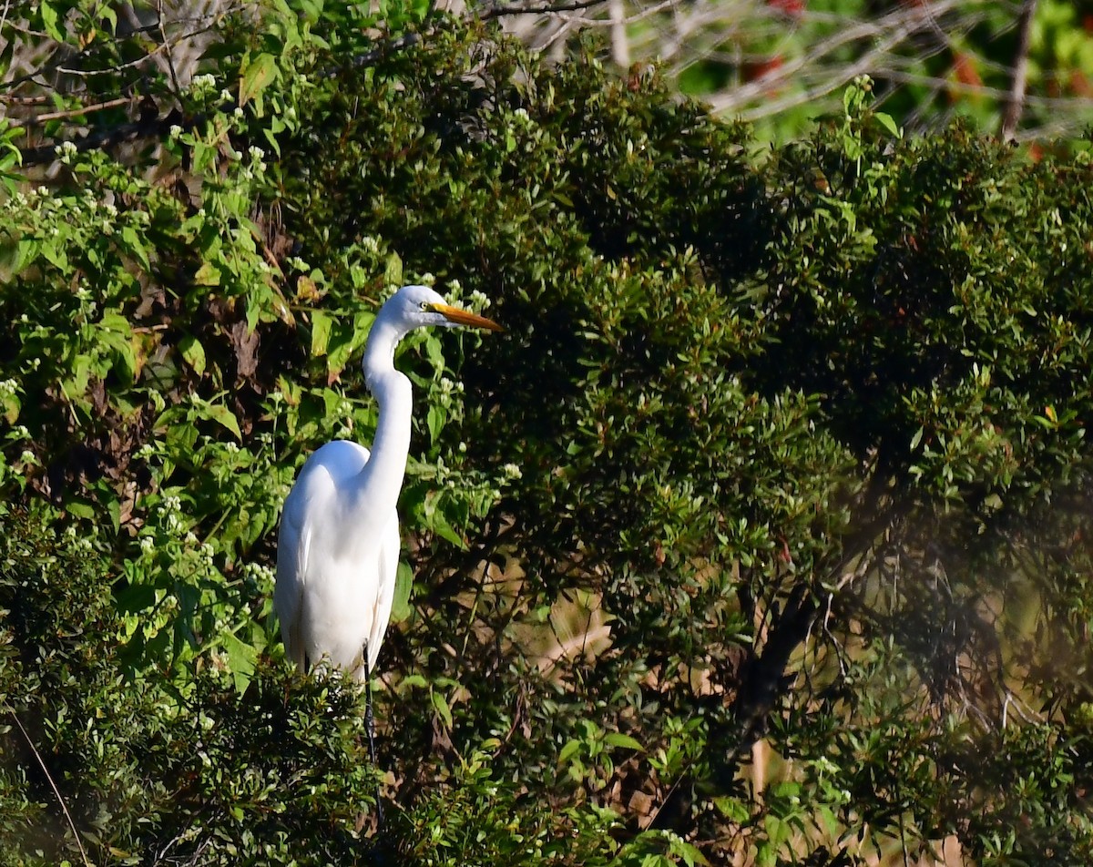 Great Egret - ML645713077
