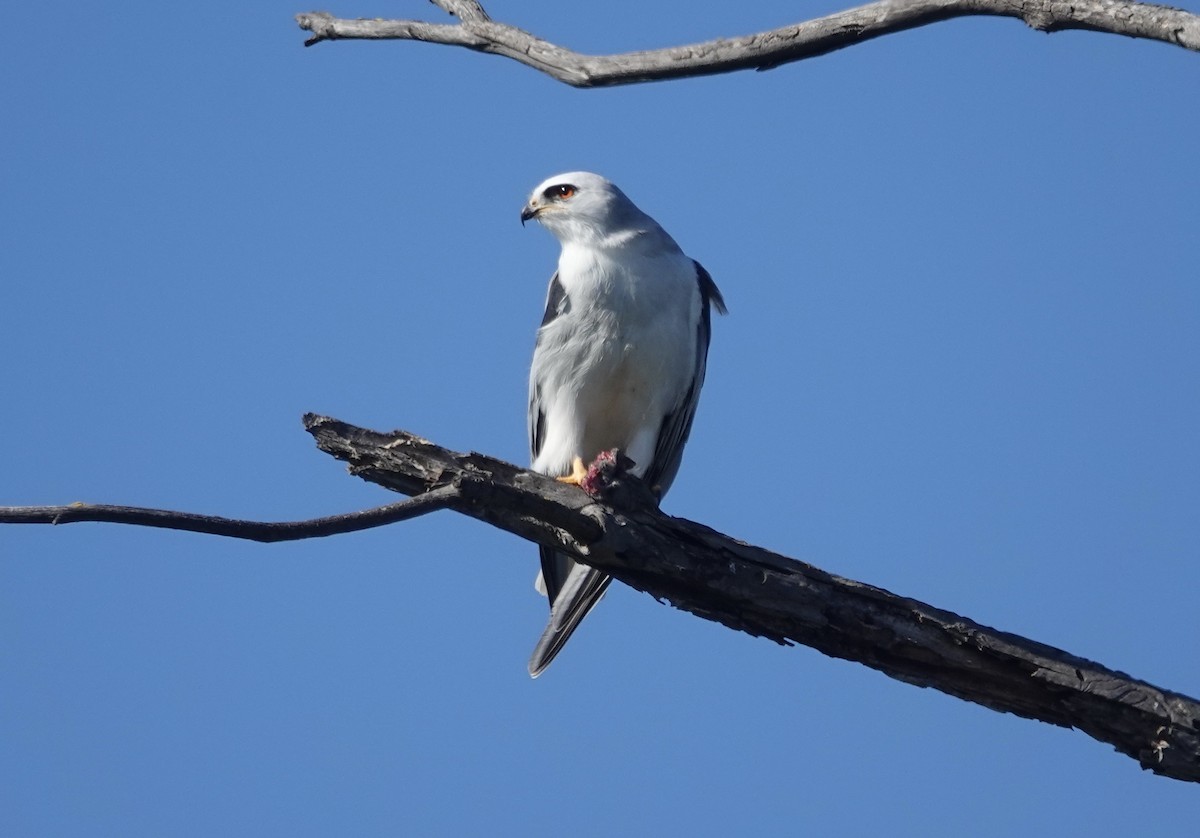 White-tailed Kite - ML645713080