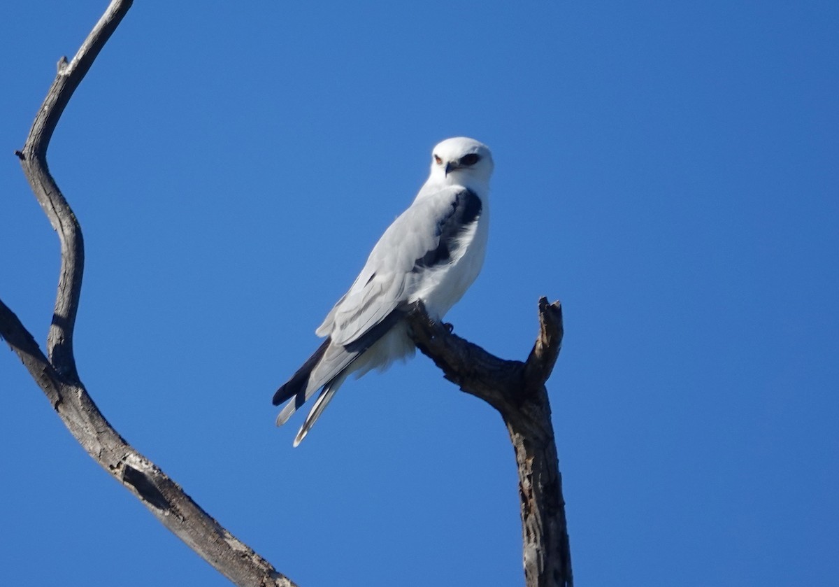White-tailed Kite - ML645713081