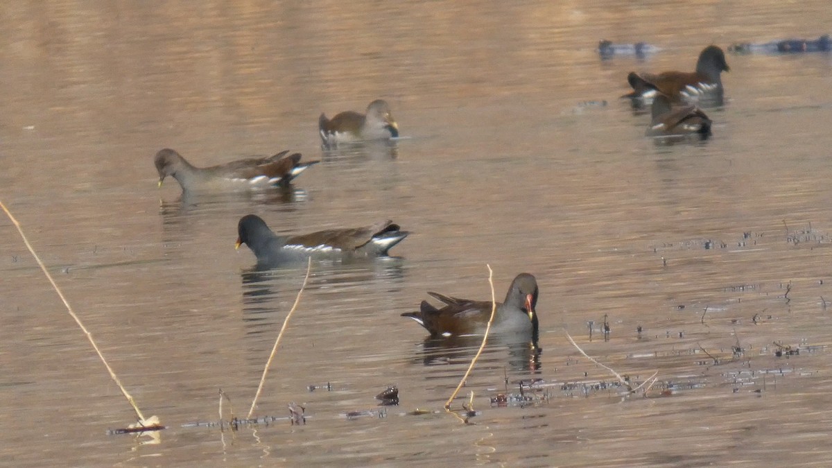 Eurasian Moorhen - ML645713082