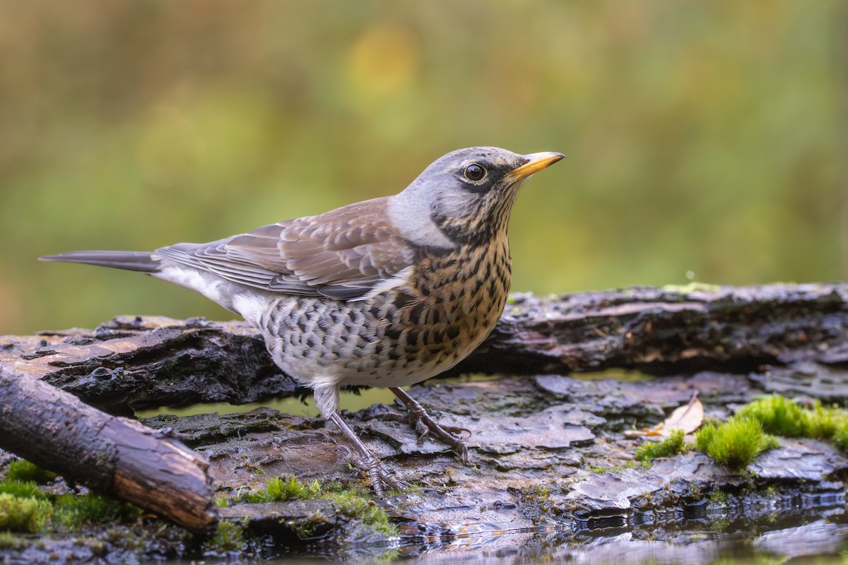 Fieldfare - ML645713083