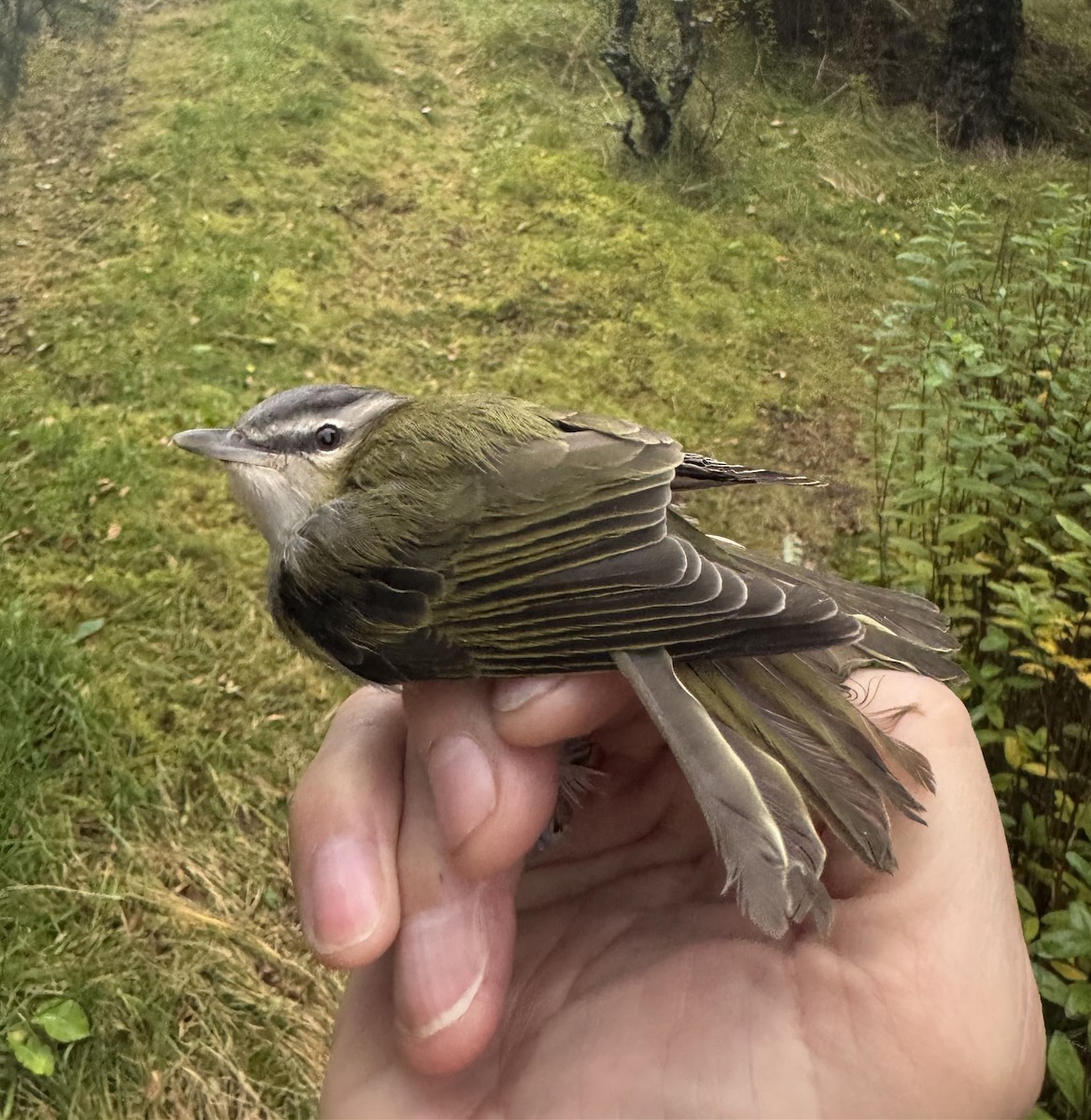 Red-eyed Vireo - ML645713084